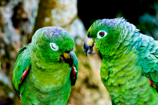 Peru - Pratende Parkieten in de jungle