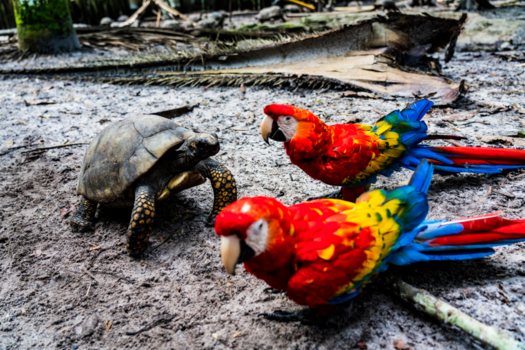 Peru - Schildpad en papegaaien in de jungle