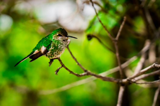 Peru - Kolibri in de andes