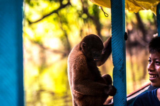 Peru - Aap entert boot om bananen te eten