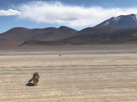 Bolivia - Lonely coyote