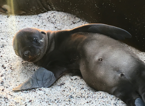 Galápagos eilanden - Sweet, sweeter, sea lion