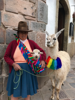 Peru - De lama’s van Cuzco