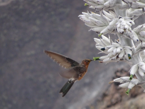 Peru - Kolibrie in de Colca Canyon