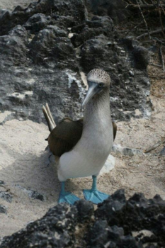 Galápagos eilanden - Blue feet...