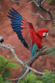 Rondreis Noordoost-Brazilië - Gorgeous macaw, Bonito, Brazil