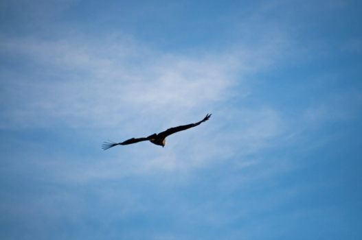 El Chaltén - Prachtige condor