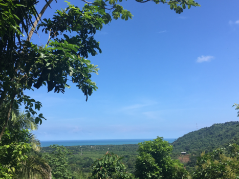 Colombia - Palomino