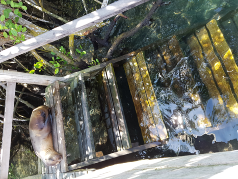 Galápagos eilanden - Na het snorkelen werd het trappetje terug geblokkeerd door een slapende zeeleeuw