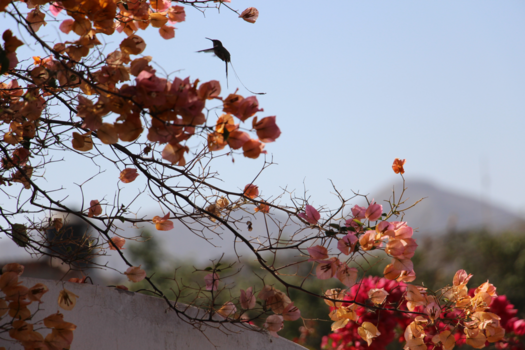 Nazca Lines - Kolibrie bij zonsondergang