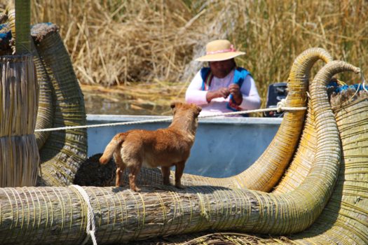 Titicacameer - Peruaanse arbodienst