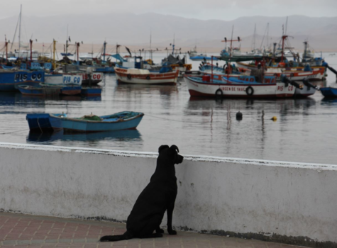 Islas Ballestas - Dromen van verre reizen