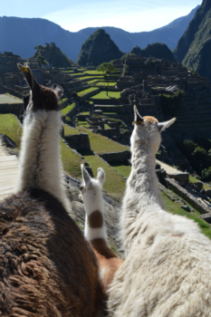 Peru - Llama family visits Machu Picchu