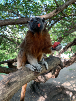 Colombia - Monkey