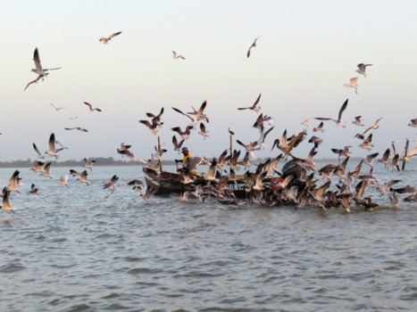 Rondreis Suriname in drie weken - garnalenvisser op de Surinamerivier