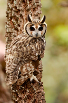 Rondreis Brazilië in 3 weken - Uil Bonito Brazilie