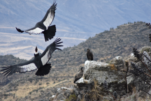 Peru - De Condor