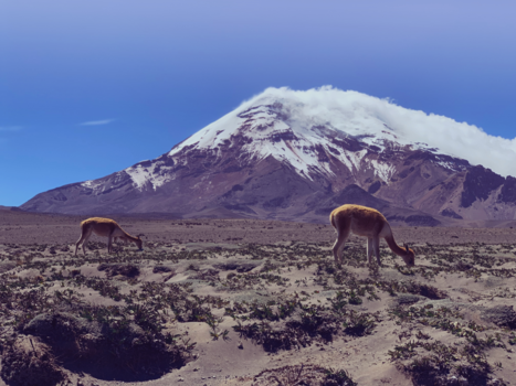 Ecuador - Vicuña’s at The Chimborazo Vulcano