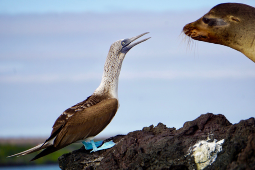 Galápagos eilanden - Beautiful Galapagos