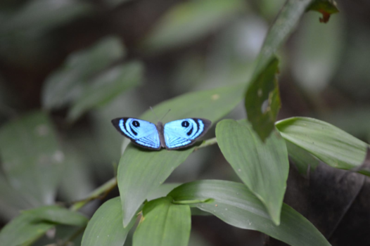 Suriname - Wie is de mooiste van het land