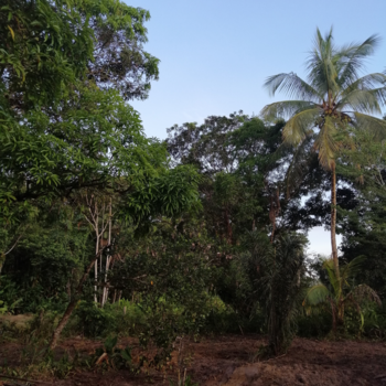 Suriname - Ons eigen gekochte land#Saramacca#