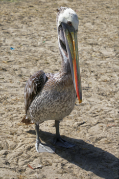 Peru - Pelikaan in Paracas