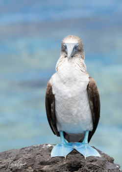 Galápagos eilanden - Blauwvoet Gent houdt zich staande.