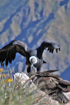 Peru - Canon del Colca, Cruz del Condor