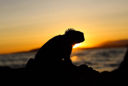 Galápagos eilanden - Sunset
