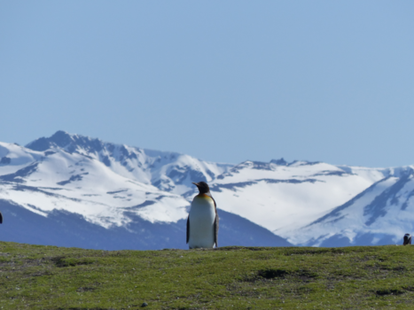 Rondreis Patagonië - Penguin Love