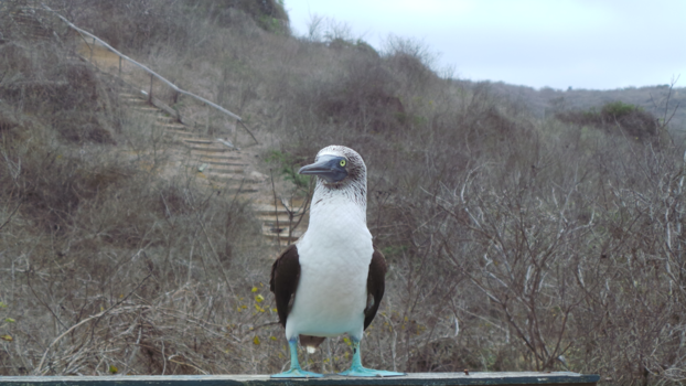 Ecuador - blauwpootgenten isla de la plata