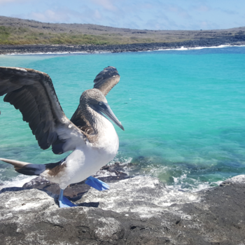 Galápagos eilanden - Ready for take-off