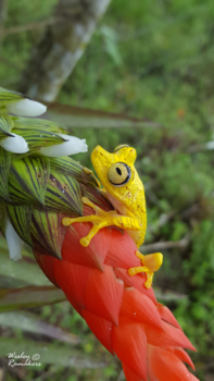 Ecuador - Hypsiboas picturatus (Gele boomkikker)