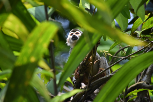 Peru - Little monkey