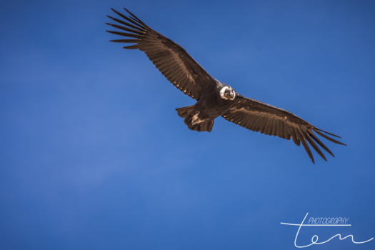Peru - El condor pasa