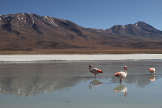 Bolivia - Pink ladies