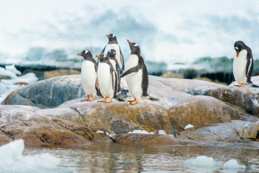 Antarctica - De pinguïn die gepest werd
