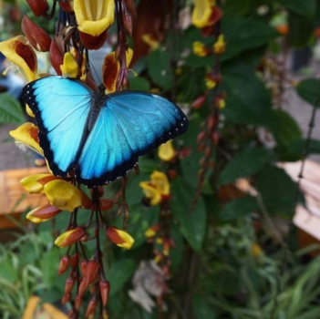 Ecuador - Mariposa