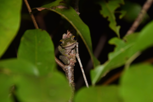 Paramaribo - Boomkikker
