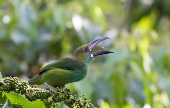 Ecuador - Etenstijd!