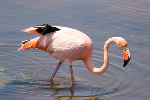 Ecuador - Flamingo op de galapagos eilanden.