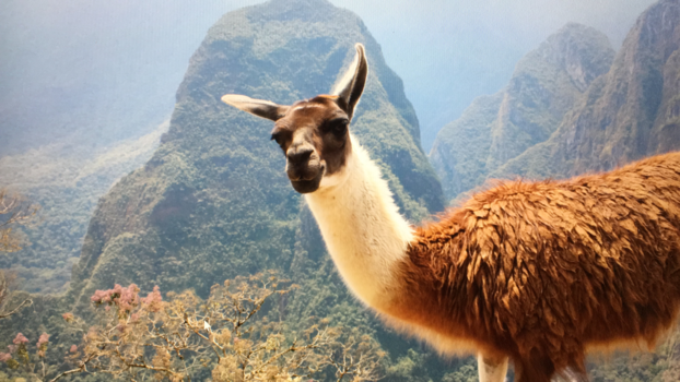 Peru - Nieuwsgierige lama