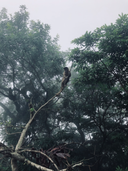 Rio de Janeiro - Treurende aap
