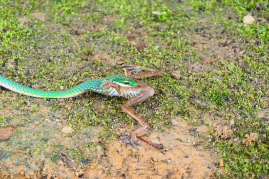 Suriname - Awarradam