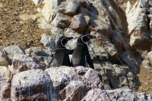 Peru - laat die toeristen maar!