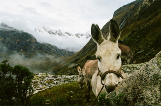 Cordillera Blanca - Santa Cruz trek