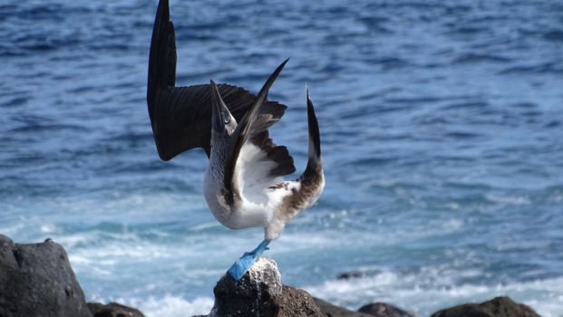 Galápagos eilanden - Poserende blauwvoet Jan van Gent