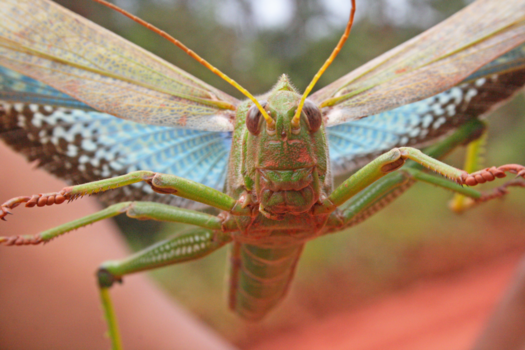 Suriname - *Say cheeeese!* - fotogenieke sprinkhaan in Suriname