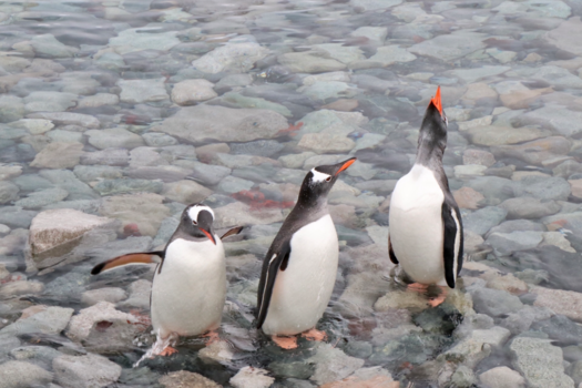 Antarctica - Goed gesprek