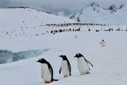 Antarctica